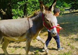 Educazione Assistita con gli Animali