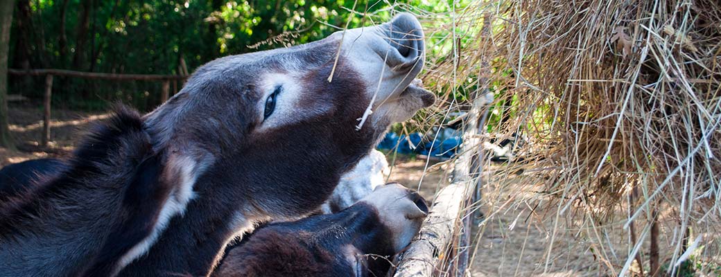 Interventi assistiti con gli animali IAA in Toscana